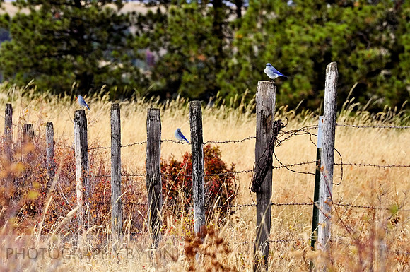 Three Little Blue Birds Sitting on a Fence