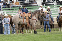 Tie Down Horses