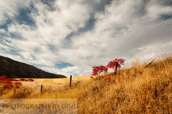 Fall Fields