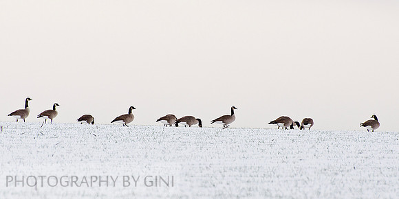 Canadian Geese in the Snowy Field