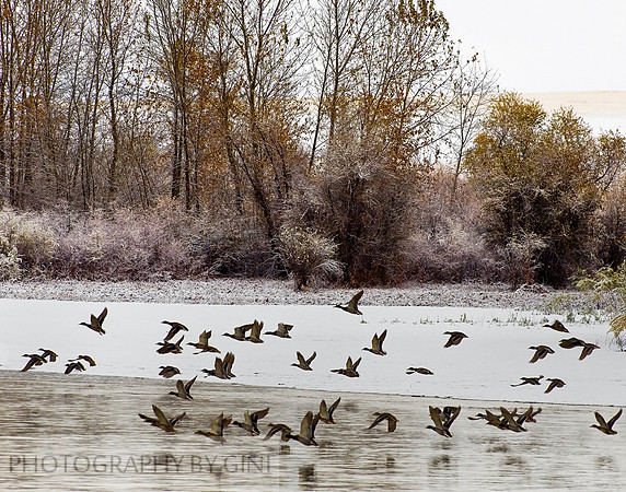 Taking Flight over the Snow