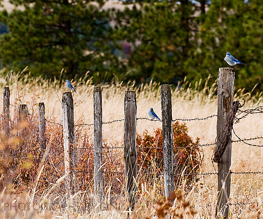 Three Little Blue Birds