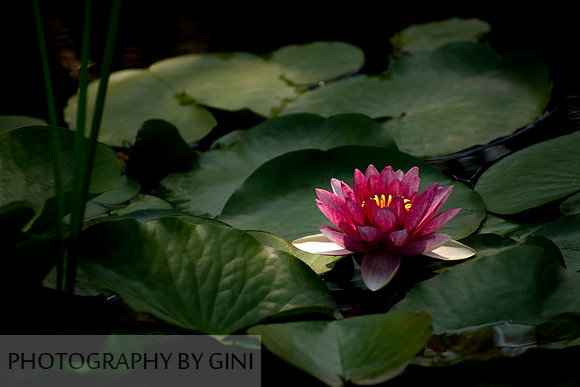 Lily