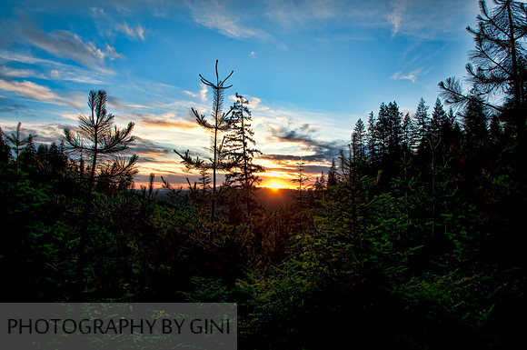 Forest Good Night