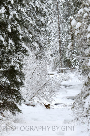 Winter Watch