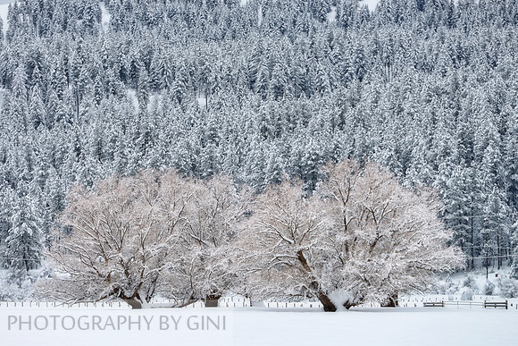 Winter's Glory