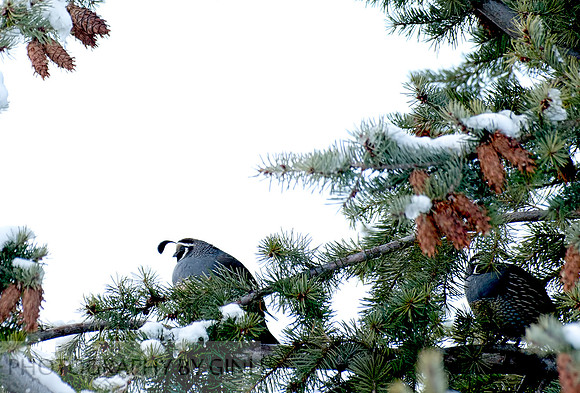 Quail Winter