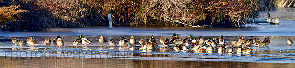 A cold morning gathering
