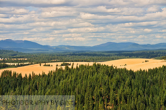 Fields and Forest of Idaho