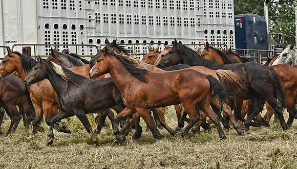 Big Bend-Flying Five Bucking Horses