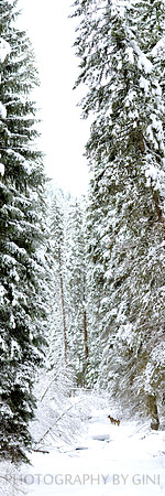 Silent Winter Walk