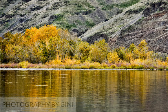 Yellow Reflections