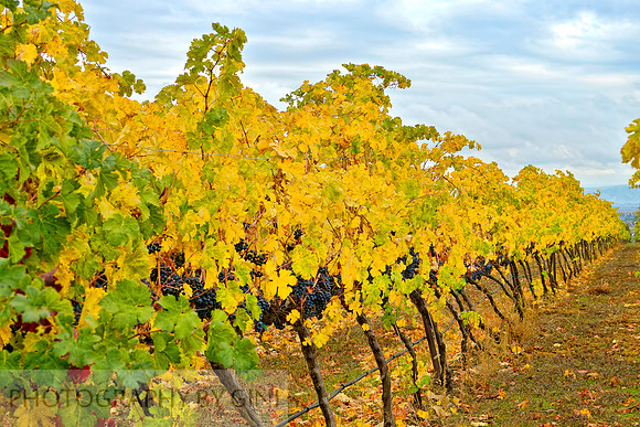 Winery Trails