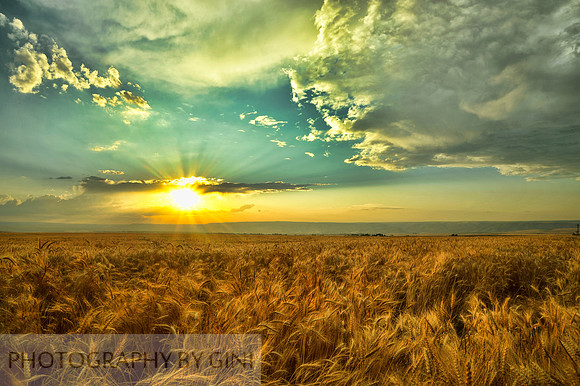 Summer Harvest Sun Over Lewiston