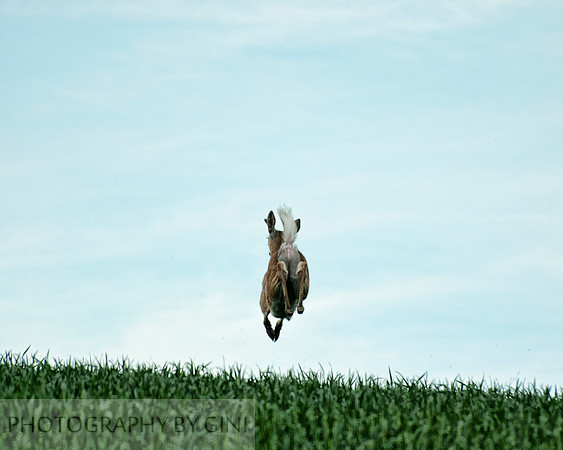 Nothing but Air