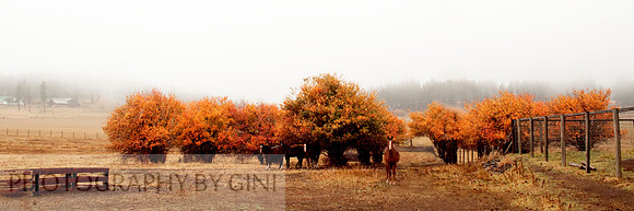 Autumn Rain