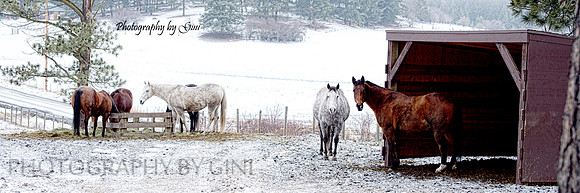 The Mares in Winter