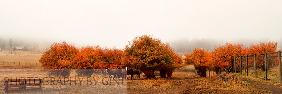 Autumn Shelter from the Rain