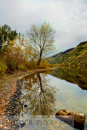 Lone Tree Reflection