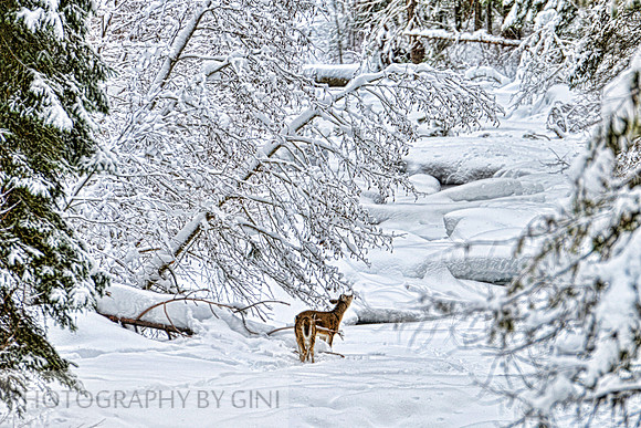 Silent Snow Creek