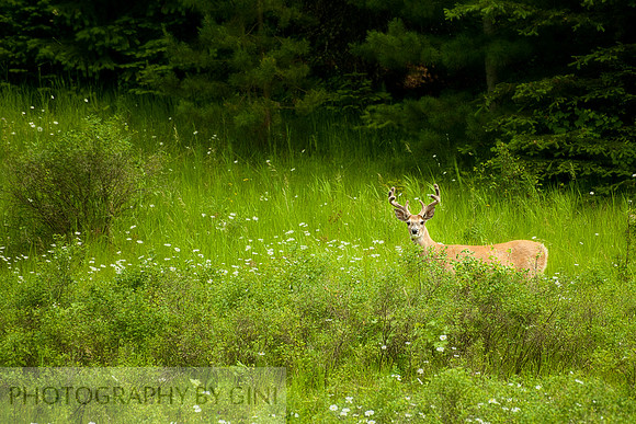 The Velveteen Deer