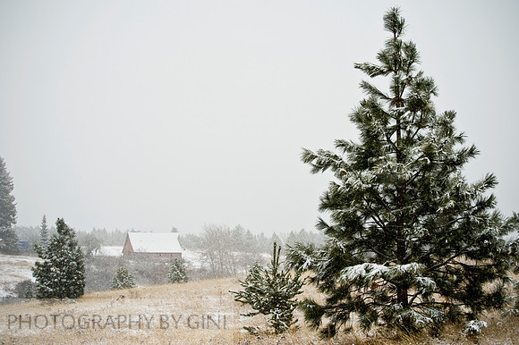 Pine Tree on the Farm