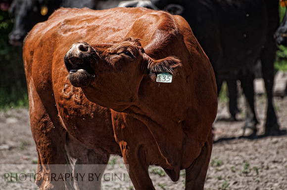 The Red Cow