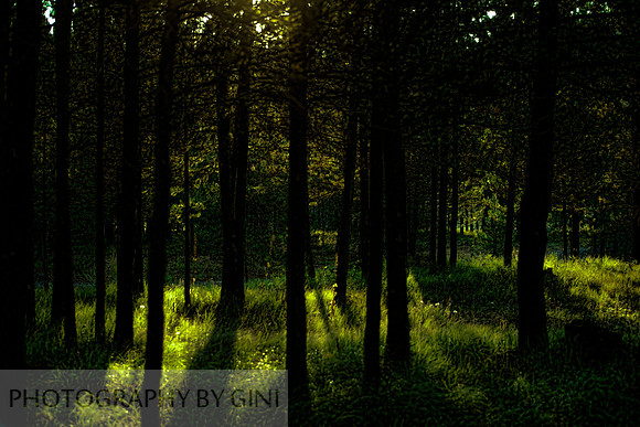 Morning Forest