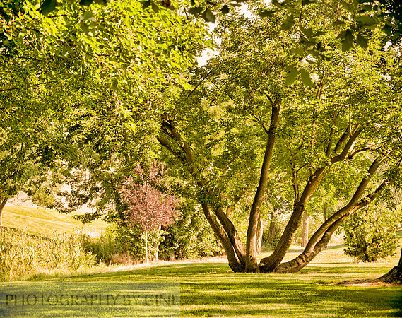 Levee Tree