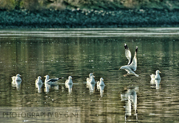 The Landing
