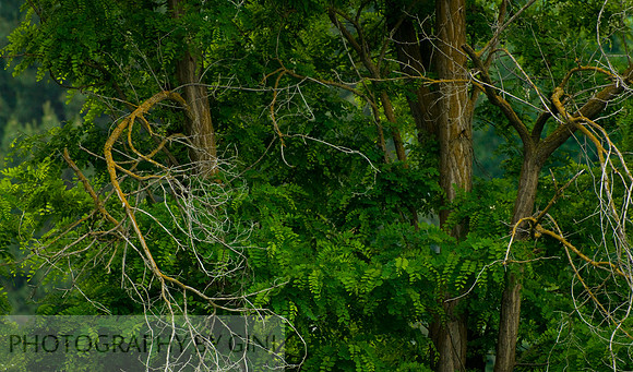 Tranquility of Trees