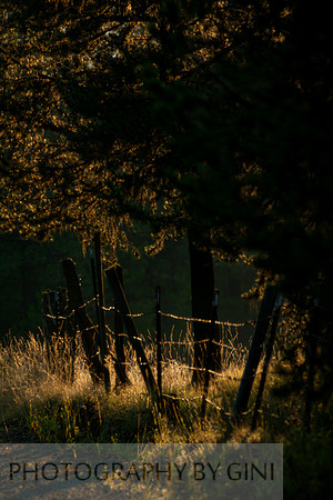 Morning Fenced