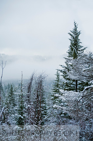Mist through the Snowy Trees